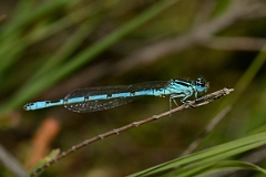 David Plant Photography - Wildlife Photography - Southern damselfly - C